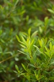 Beautiful, fresh, vibrant leaves of a bog myrtle after the rain. stock photos Beautiful, fresh, vibrant leaves of a bog myrtle after the rain. stock photos