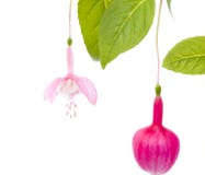 Beautiful Fuchsia Flower Royalty Free Stock Images Beautiful Fuchsia Flower Royalty Free Stock Images