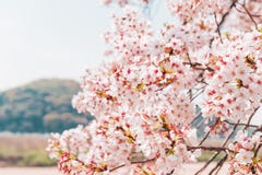 Beautiful full bloom cherry Blossom in the early spring season. Pink Sakura Japanese flower stock image Beautiful full bloom cherry Blossom in the early spring season. Pink Sakura Japanese flower stock image