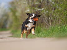 Beautiful funny young dog or puppy Entlebucher Mountain Dog running in spring nature