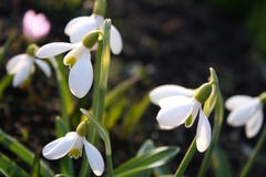 Beautiful White flowers in all its glory on a bright sunny dayBeautiful Galanthus bloom on a spring day royalty free stock images Beautiful White flowers in all its glory on a bright sunny dayBeautiful Galanthus bloom on a spring day royalty free stock images