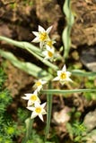 Garden white flowers with white Lipetsk stock photos Garden white flowers with white Lipetsk stock photos
