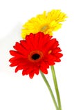 Beautiful Gerberas Royalty Free Stock Photos Beautiful Gerberas Royalty Free Stock Photos