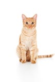 Beautiful Ginger Cat Sitting Stock Photos Beautiful Ginger Cat Sitting Stock Photos