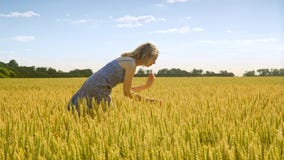 Beautiful girl in golden wheat harvest field. Agronomist looking wheat ears stock footage Beautiful girl in golden wheat harvest field. Agronomist looking wheat ears stock footage