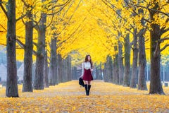 Beautiful Girl with Yellow Leaves in Nami Island, Korea royalty free stock image Beautiful Girl with Yellow Leaves in Nami Island, Korea royalty free stock image
