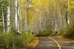 Beautiful Golden Aspen Tree Lined Path Near Vail C stock photo Beautiful Golden Aspen Tree Lined Path Near Vail C stock photo