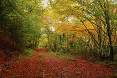 Beautiful Golden Autumn Landscape Royalty Free Stock Image