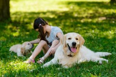 Beautiful golden retriever mother dog stock image Beautiful golden retriever mother dog stock image