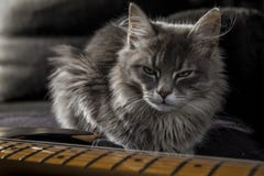 A beautiful gray Persian cat with a menacing gaze guards the daddy`s electric guitar stock photography A beautiful gray Persian cat with a menacing gaze guards the daddy`s electric guitar stock photography