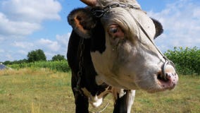 Beautiful Gray and White Bull Grazing on Meadow on Sky Background and Smelling the Camera stock video Beautiful Gray and White Bull Grazing on Meadow on Sky Background and Smelling the Camera stock video