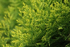Beautiful green background of thuja tree stock photography Beautiful green background of thuja tree stock photography