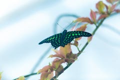 Beautiful green and black butterfly sitting on green leaves, wildlife scene from jungle stock images Beautiful green and black butterfly sitting on green leaves, wildlife scene from jungle stock images