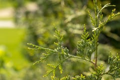 Beautiful green christmas leaves of Thuja trees. Thuja occidentalis is an evergreen coniferous tree. royalty free stock photography Beautiful green christmas leaves of Thuja trees. Thuja occidentalis is an evergreen coniferous tree. royalty free stock photography