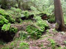 Beautiful green moss on stones in the forest stock photos Beautiful green moss on stones in the forest stock photos