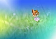 Beautiful Green Nature Background.Butterfly.Copy Space.Colorful Artistic Wallpaper.Natural Macro Photography.Blue,colors,beauty. Royalty Free Stock Photography Beautiful Green Nature Background.Butterfly.Copy Space.Colorful Artistic Wallpaper.Natural Macro Photography.Blue,colors,beauty. Royalty Free Stock Photography
