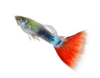 Beautiful Guppy Isolated on Black Background stock photography Beautiful Guppy Isolated on Black Background stock photography