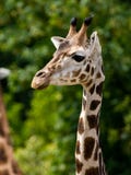 Beautiful headshot of a giraffe in front of a green background