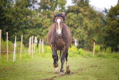 Beautiful health young horse with long hair running in paddock farm summer