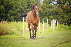 Beautiful health young horse with long hair running in paddock farm summer