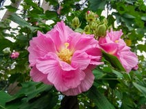 Beautiful hibiscus flowers on the farm royalty free stock photo Beautiful hibiscus flowers on the farm royalty free stock photo