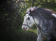 Beautiful horse irish cob,gypy vanner with long flowing mane running on blooming meadow, spring time