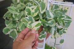 Beautiful House Plant Named Hoya Carnosa Krimson Queen Royalty Free Stock Photo