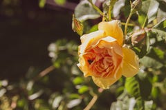 Beautiful isolated yellow rose with a bee background royalty free stock images Beautiful isolated yellow rose with a bee background royalty free stock images