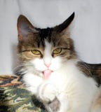 Beautiful kitty teasing shows tongue stock photo Beautiful kitty teasing shows tongue stock photo