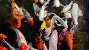 Beautiful koi fish stock video