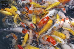 Beautiful Koi Fishes Fight For Food In Shanghai Temple Garden Stock Photography Beautiful Koi Fishes Fight For Food In Shanghai Temple Garden Stock Photography