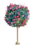 Beautiful Lagerstroemiacrepe myrtle tree. royalty free illustration Beautiful Lagerstroemiacrepe myrtle tree. royalty free illustration