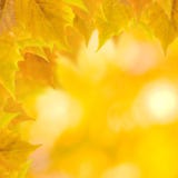 Beautiful Leaves In Autumn Royalty Free Stock Photos