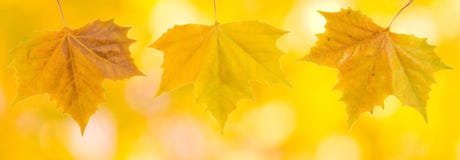 Beautiful Leaves In Autumn Stock Photos