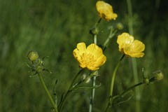 Yellow buttercup flowers on a blurred background royalty free stock photos Yellow buttercup flowers on a blurred background royalty free stock photos