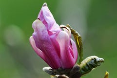 Blooming Magnolia In The Springtime royalty free stock images Blooming Magnolia In The Springtime royalty free stock images