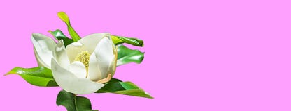 Beautiful magnolia flower bud on trendy pink background. Spring summer concept with white magnolia blossom. selective focus, copy vector illustration Beautiful magnolia flower bud on trendy pink background. Spring summer concept with white magnolia blossom. selective focus, copy vector illustration