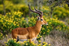 Beautiful male impala antelope