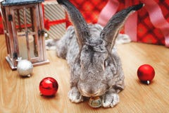 A beautiful male rabbit of the Belgian Giant breed lies among Christmas decorations and presents with a surprise for Christmas