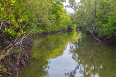 Beautiful mangrove trees on the river royalty free stock photo Beautiful mangrove trees on the river royalty free stock photo