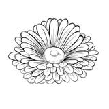 Beautiful monochrome black and white daisy flower isolated on white background Royalty Free Stock Photo Beautiful monochrome black and white daisy flower isolated on white background Royalty Free Stock Photo