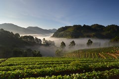 Beautiful morning at strawberries field royalty free stock photos Beautiful morning at strawberries field royalty free stock photos