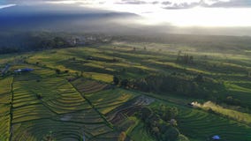 Beautiful Morning View Indonesia Panorama Landscape Paddy Fields With Beauty Color And Sky Natural Light Royalty Free Stock Images