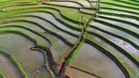 Beautiful Morning View Indonesia Panorama Landscape Paddy Fields With Beauty Color And Sky Natural Light Stock Image