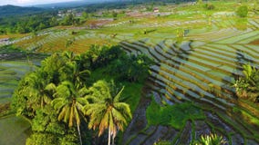 Beautiful Morning View Indonesia Panorama Landscape Paddy Fields With Beauty Color And Sky Natural Light Stock Photos