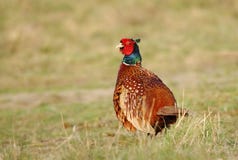 Beautiful motley pheasant Phasianus colchicus male stock photo Beautiful motley pheasant Phasianus colchicus male stock photo