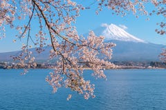 Beautiful Mount Fuji with snow capped and blue sky at Lake kawaguchiko, Japan. royalty free stock photo Beautiful Mount Fuji with snow capped and blue sky at Lake kawaguchiko, Japan. royalty free stock photo
