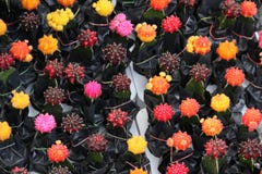 Beautiful multi colour cactus in garden royalty free stock photography Beautiful multi colour cactus in garden royalty free stock photography