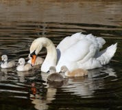 Beautiful Mute Swan with her 5 young babies swimming together on calm waters royalty free stock image Beautiful Mute Swan with her 5 young babies swimming together on calm waters royalty free stock image