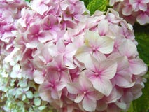 Beautiful Natural Pink Hydrangea Ball Flowers stock image Beautiful Natural Pink Hydrangea Ball Flowers stock image